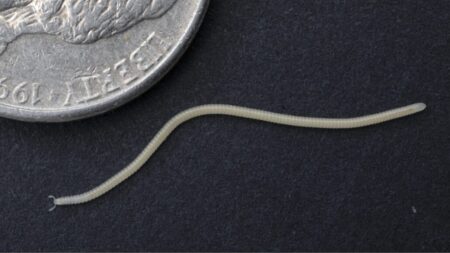 Unveiling the Enigmatic Los Angeles Thread Millipede: A…