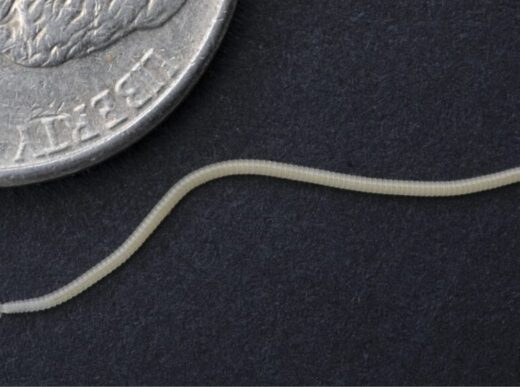 Unveiling the Enigmatic Los Angeles Thread Millipede: A Subterranean Spectacle