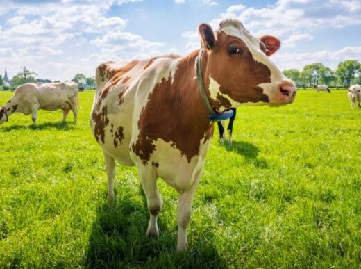 Tackling Methane Emissions: Harnessing Red Algae to Reduce Cow Agriculture’s Climate Impact
