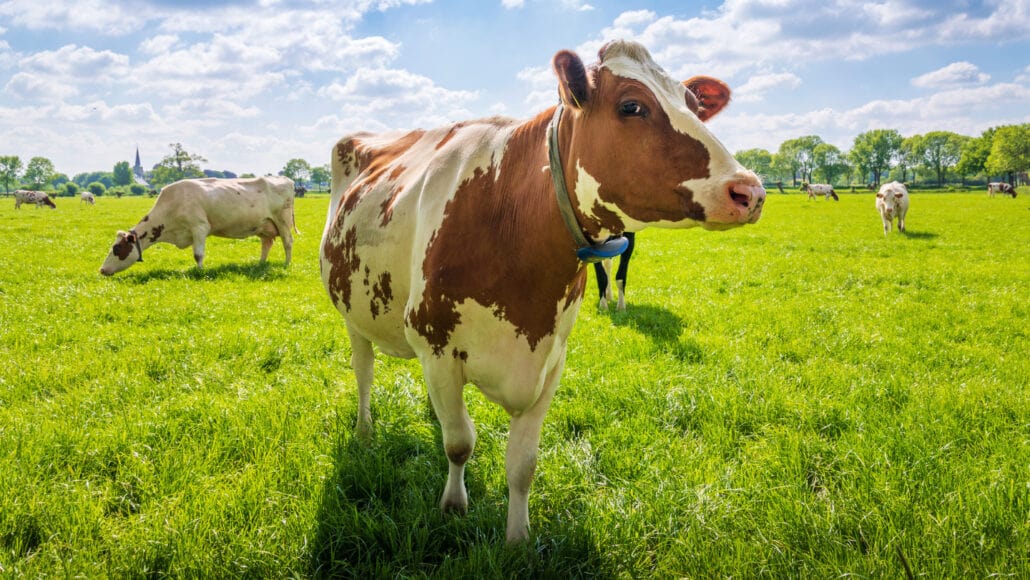 Tackling Methane Emissions: Harnessing Red Algae to Reduce Cow Agriculture’s Climate Impact