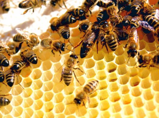 Decoding Nature’s Architects: The Geometric Marvel of Bees and Wasps Solving Nesting Puzzles