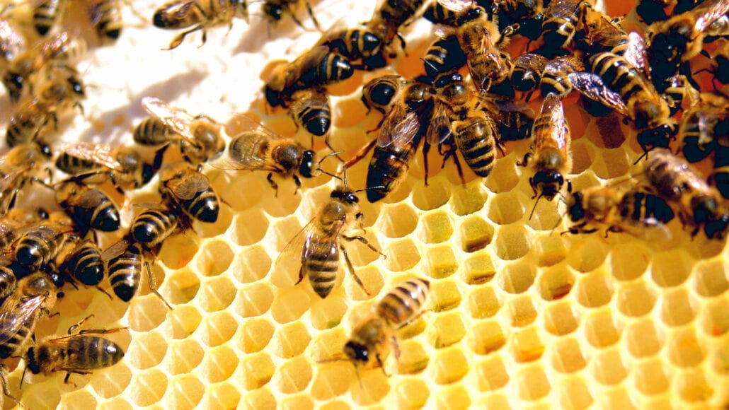 Decoding Nature’s Architects: The Geometric Marvel of Bees and Wasps Solving Nesting Puzzles