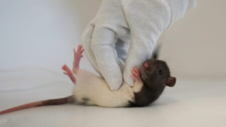 Unlocking the Science of Play: How Rats’ Brains…