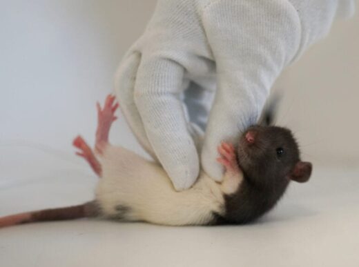 Unlocking the Science of Play: How Rats’ Brains Control Playfulness and its Impact on Mood Disorders