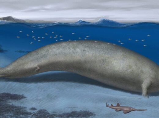 Unveiling the Colossal Ancients: A Whale to Rival All Weight Records