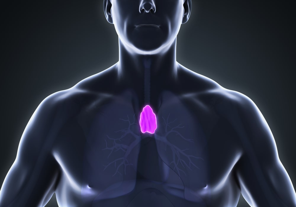 Unlocking the Enigmatic Role of the Thymus in Adult Health