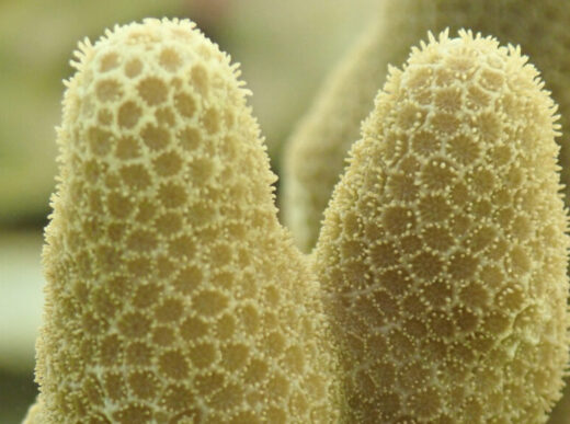 Reviving Adult Corals: A Groundbreaking Step Towards Conservation