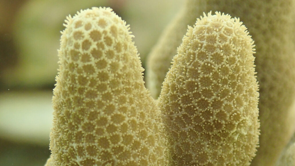 Reviving Adult Corals: A Groundbreaking Step Towards Conservation