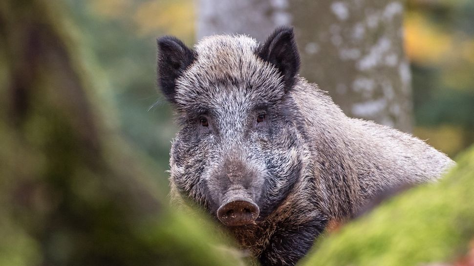 Unraveling the Radioactive Enigma of Bavarian Wild Boars: It’s More Than Just Chernobyl